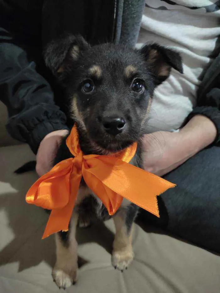 Cachorro ra a Indefinida idade Abaixo de 2 meses nome Soneca