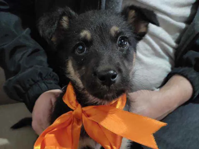 Cachorro ra a Indefinida idade Abaixo de 2 meses nome Soneca