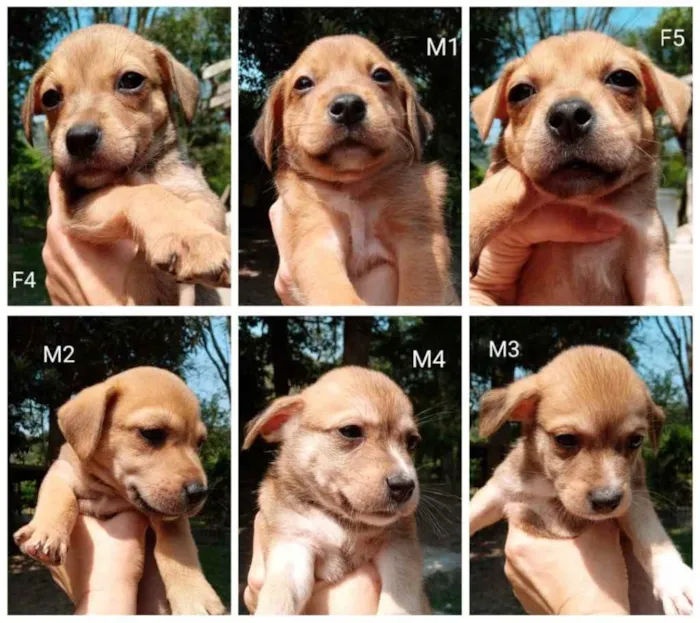 Cachorro ra a Misto idade Abaixo de 2 meses nome Filhotes para Adoção