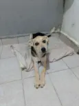 Cachorro raça Vira-lata  idade 7 a 11 meses nome Kyra