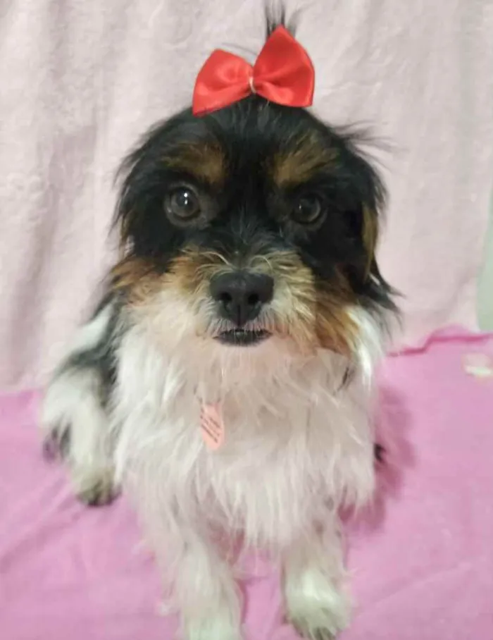 Cachorro ra a Mestiça  idade 2 anos nome Júlia 