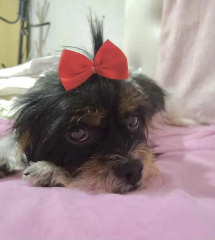 Cachorro ra a Mestiça  idade 2 anos nome Júlia 