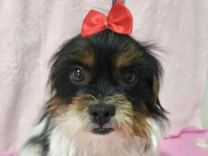 Cachorro ra a Mestiça  idade 2 anos nome Júlia 
