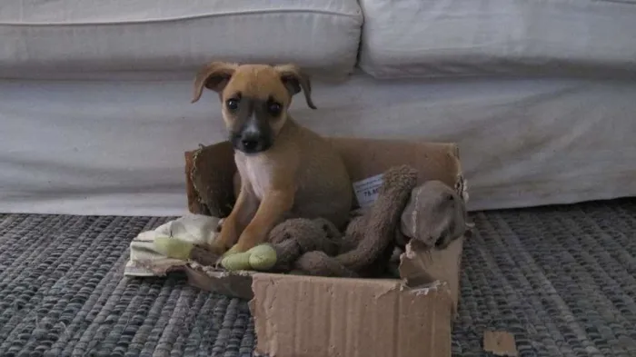 Cachorro raça SRD-ViraLata idade 2 a 6 meses nome Garu