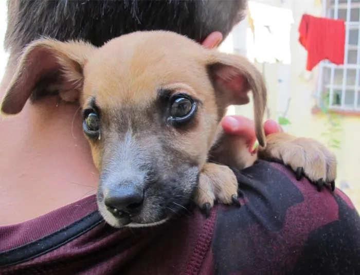 Cachorro raça SRD-ViraLata idade 2 a 6 meses nome Garu
