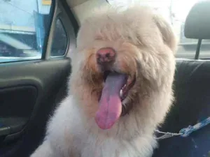 Cachorro raça SRD idade 7 a 11 meses nome Urso