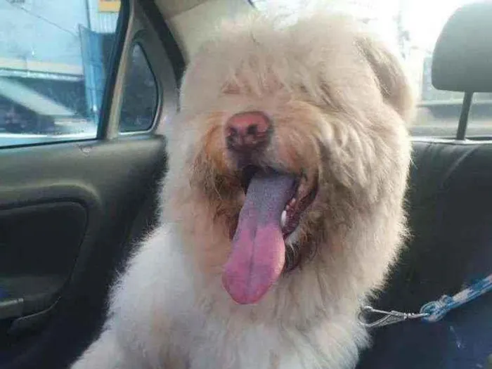 Cachorro ra a SRD idade 7 a 11 meses nome Urso
