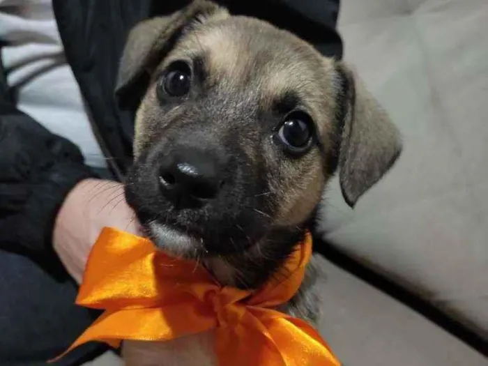Cachorro ra a Indefinida idade Abaixo de 2 meses nome Costelinha