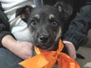 Cachorro raça Indefinida idade Abaixo de 2 meses nome Soneca