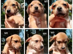 Cachorro raça Misto idade Abaixo de 2 meses nome Filhotes para Adoção
