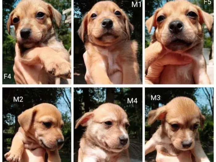 Cachorro ra a Misto idade Abaixo de 2 meses nome Filhotes para Adoção