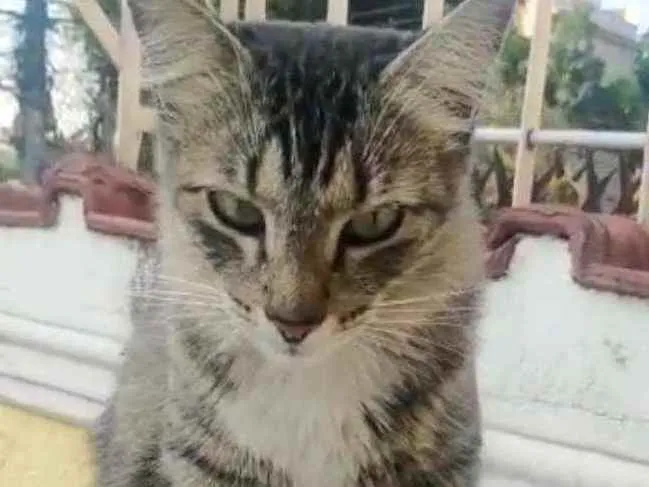 Gato ra a SRD idade 1 ano nome Socorro 