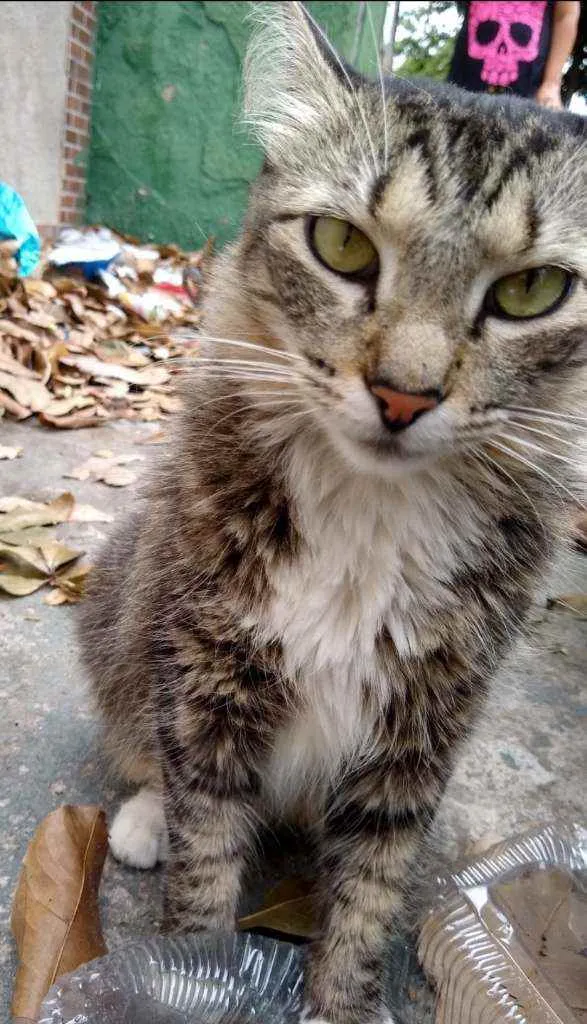 Gato ra a SRD idade 1 ano nome Socorro 