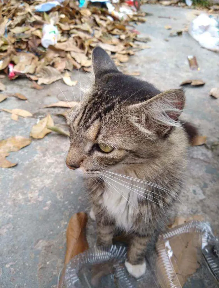 Gato ra a SRD idade 1 ano nome Socorro 