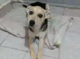 Cachorro raça Vira-lata  idade 7 a 11 meses nome Kyra