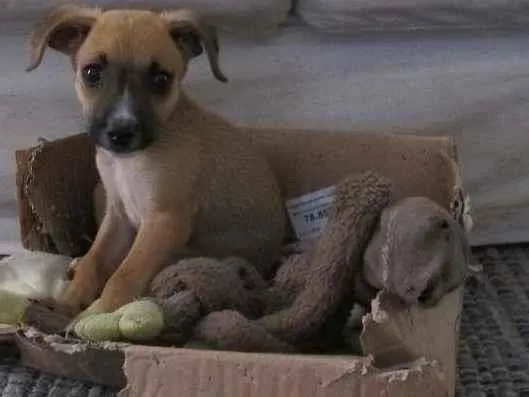 Cachorro raça SRD-ViraLata idade 2 a 6 meses nome Garu