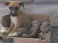 Cachorro raça SRD-ViraLata idade 2 a 6 meses nome Garu