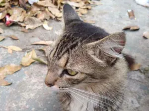Gato raça SRD idade 1 ano nome Socorro 