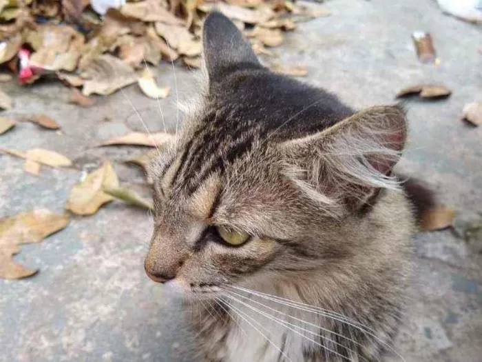 Gato ra a SRD idade 1 ano nome Socorro 