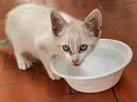 Gato ra a SRD idade 2 a 6 meses nome Bebê 