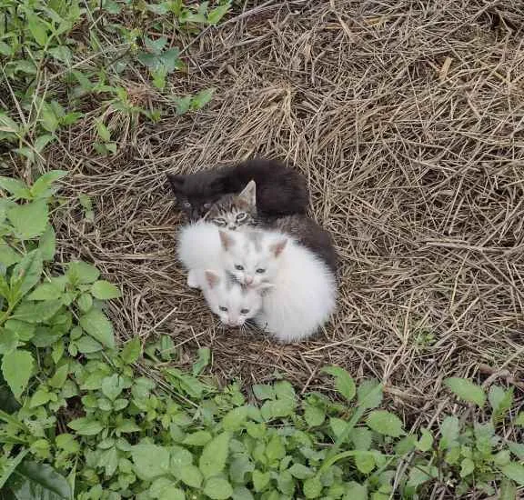 Gato raça Srd idade Abaixo de 2 meses nome Família felina
