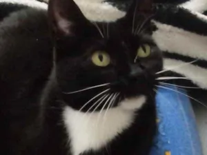 Gato raça Srd idade 1 ano nome Gigi Linda frajolinh