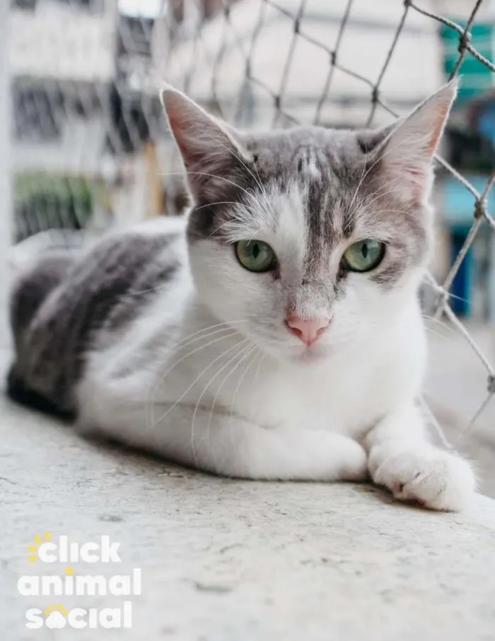 Gato ra a SRD-ViraLata idade 2 a 6 meses nome Erick