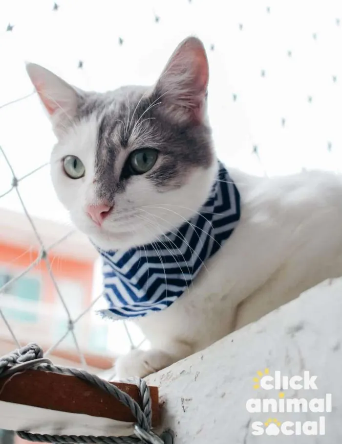 Gato ra a SRD-ViraLata idade 2 a 6 meses nome Erick