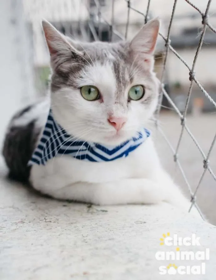 Gato ra a SRD-ViraLata idade 2 a 6 meses nome Erick