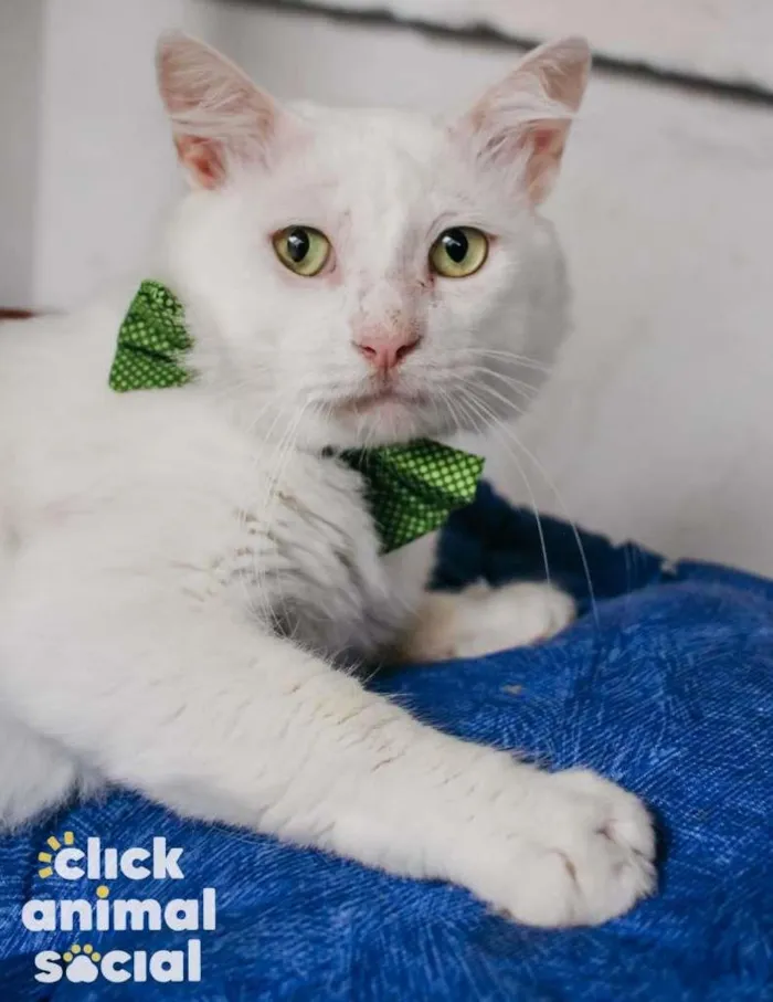 Gato ra a SRD-ViraLata idade 7 a 11 meses nome ALGODÃO