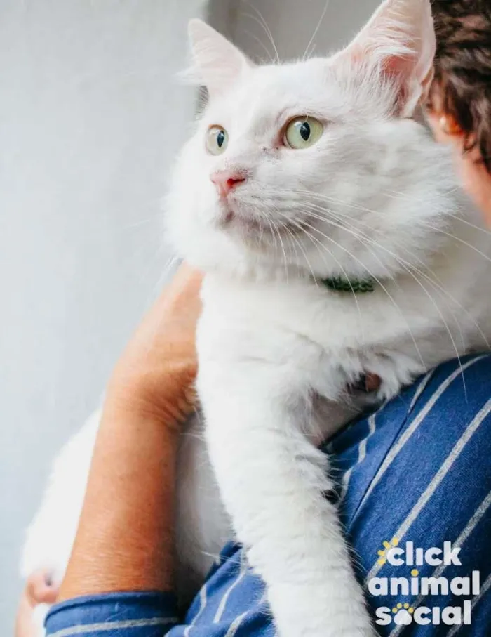 Gato ra a SRD-ViraLata idade 7 a 11 meses nome ALGODÃO