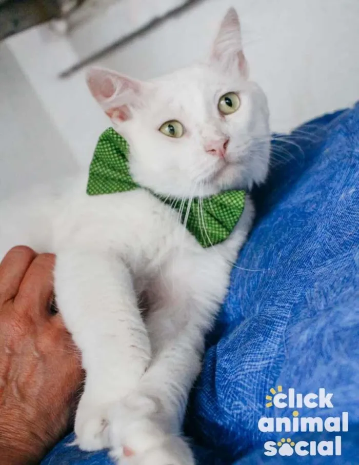 Gato ra a SRD-ViraLata idade 7 a 11 meses nome ALGODÃO