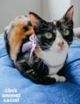 Kiara