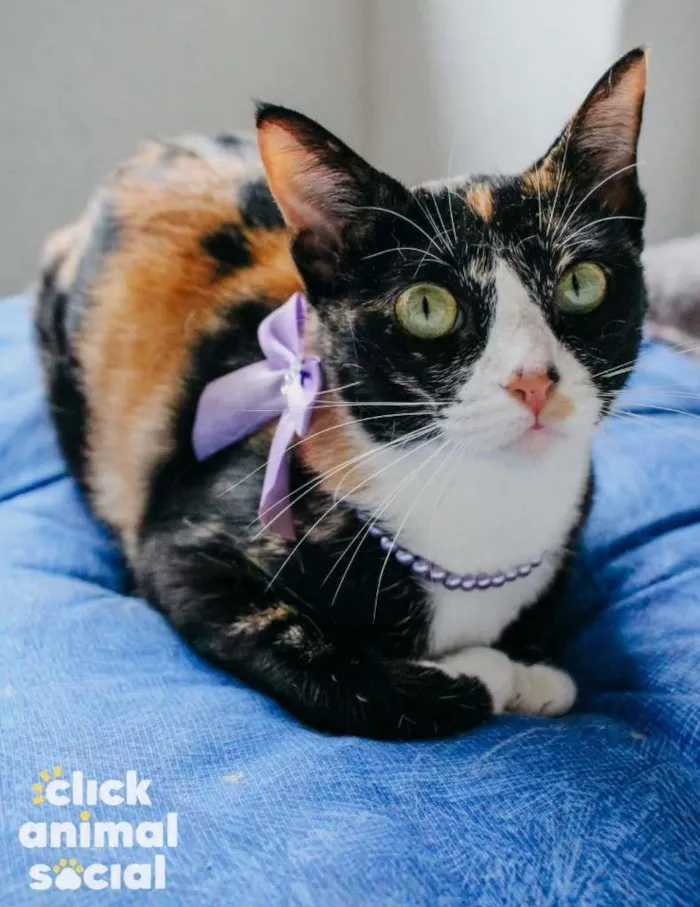 Gato ra a SRD-ViraLata idade 7 a 11 meses nome Kiara