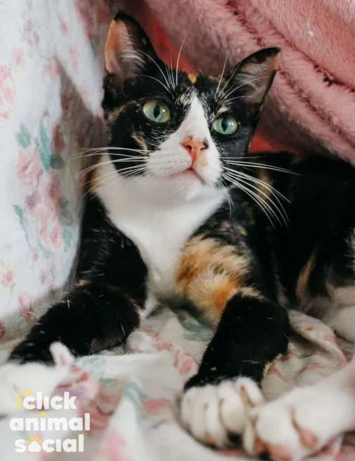 Gato ra a SRD-ViraLata idade 7 a 11 meses nome Kiara