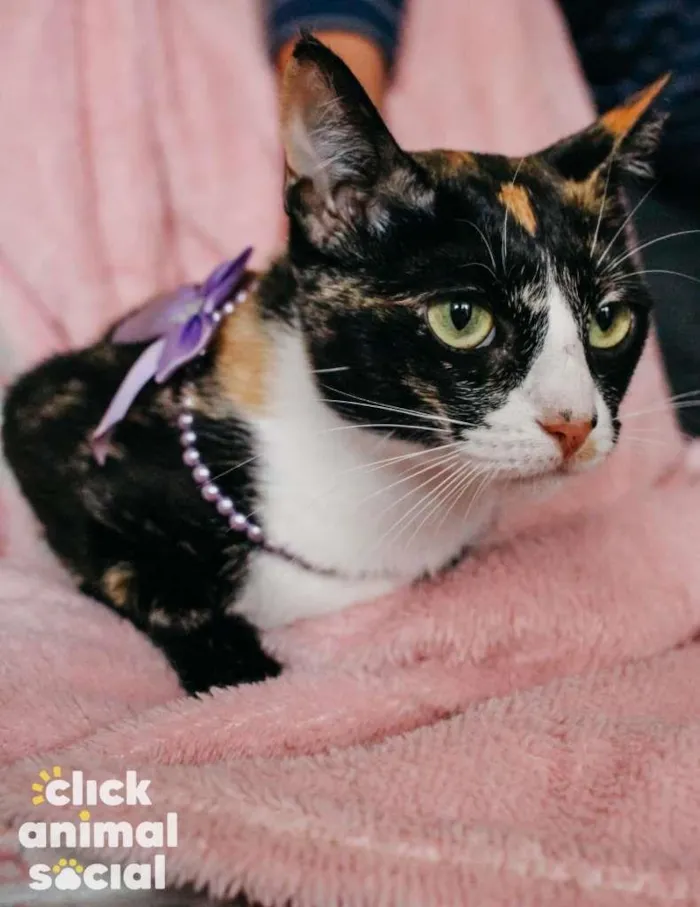 Gato ra a SRD-ViraLata idade 7 a 11 meses nome Kiara