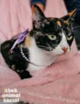 Kiara