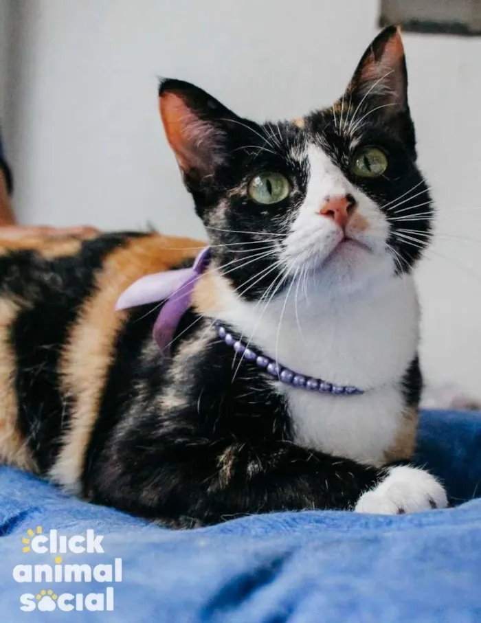Gato ra a SRD-ViraLata idade 7 a 11 meses nome Kiara