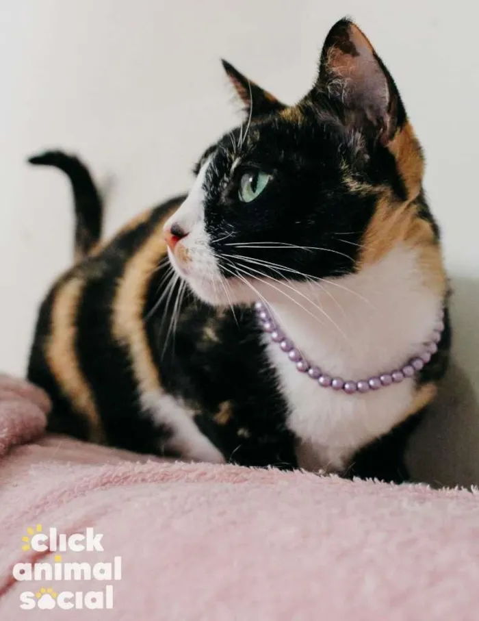 Gato ra a SRD-ViraLata idade 7 a 11 meses nome Kiara
