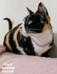 Kiara