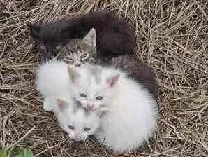 Gato raça Srd idade Abaixo de 2 meses nome Família felina