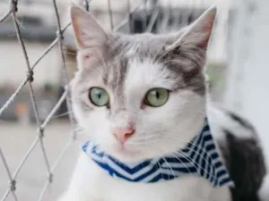 Gato raça SRD-ViraLata idade 2 a 6 meses nome Erick
