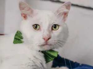 Gato raça SRD-ViraLata idade 7 a 11 meses nome ALGODÃO