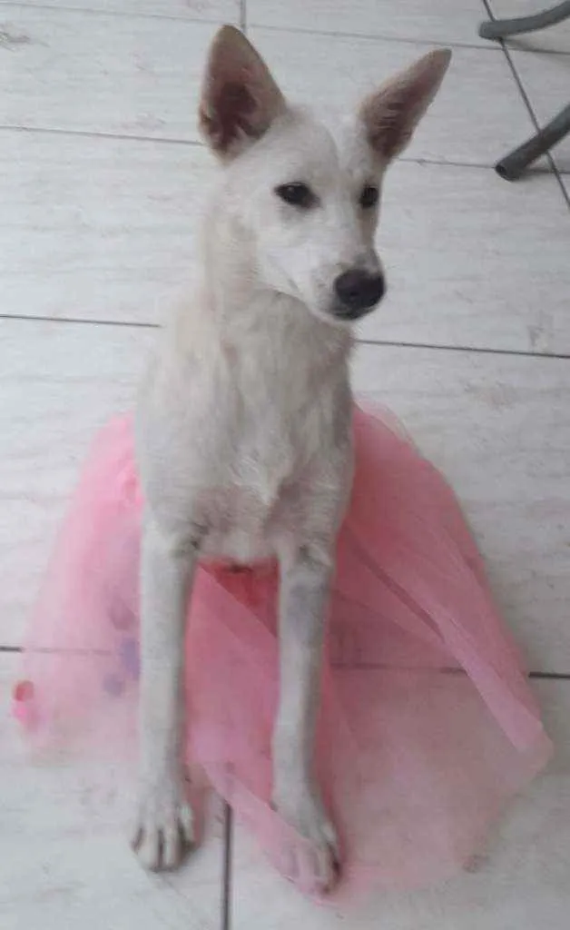 Cachorro ra a SRD idade 7 a 11 meses nome Lara