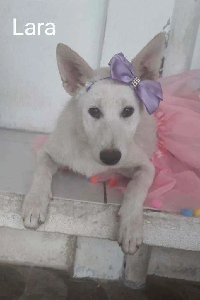 Cachorro ra a SRD idade 7 a 11 meses nome Lara