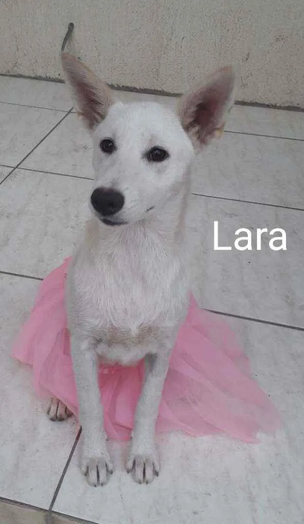 Cachorro ra a SRD idade 7 a 11 meses nome Lara