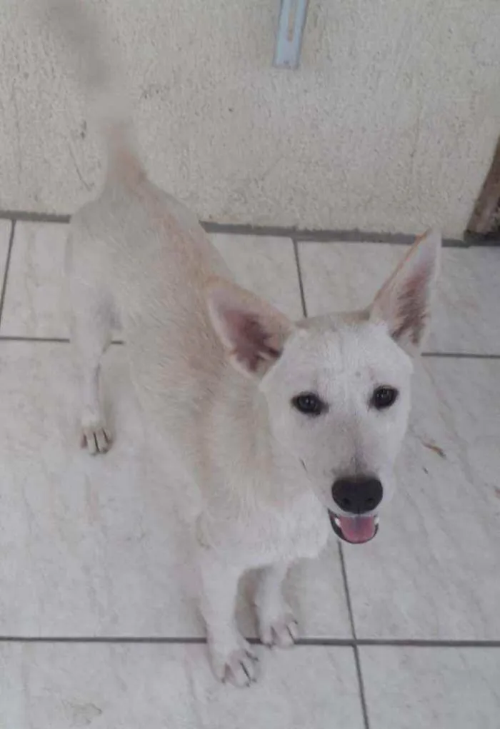 Cachorro ra a SRD idade 7 a 11 meses nome Lara