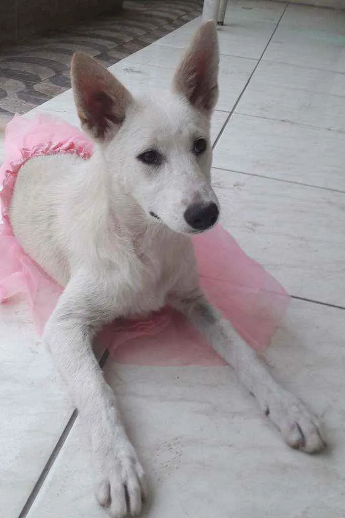 Cachorro ra a SRD idade 7 a 11 meses nome Lara