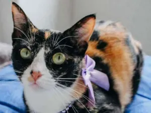 Gato raça SRD-ViraLata idade 7 a 11 meses nome Kiara