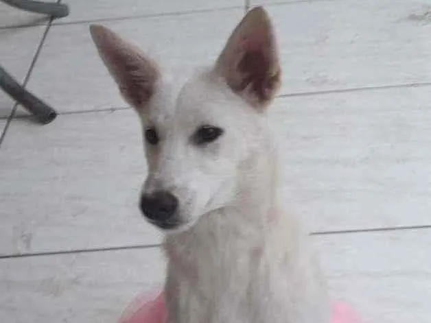 Cachorro ra a SRD idade 7 a 11 meses nome Lara